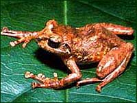 Slender tree-dwelling species are among the 80 to 90 species of frogs now know. Check copyright. 